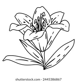 Illustration of lily flower. Beautiful decorative plant.