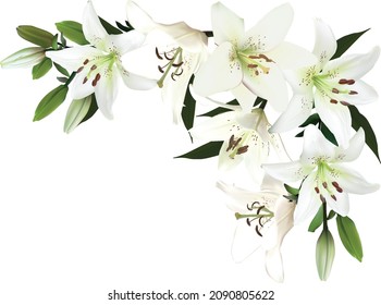 Illustration With Lily Flower Corner Isolated On White Background