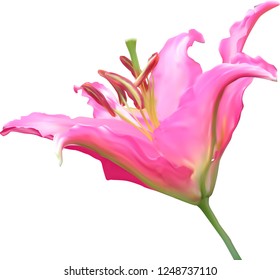 illustration with lily flower isolated on white background