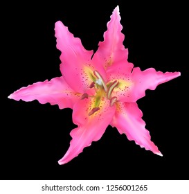 illustration with lily flower isolated on black background