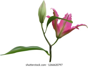 illustration with lily flower isolated on white background