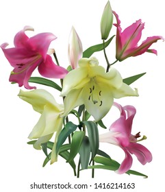 illustration with lily flower isolated on white background