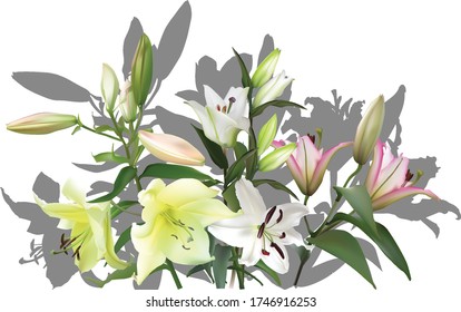 illustration with lily flower isolated on white background