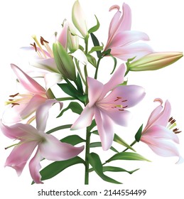 illustration with lily flower isolated on white background