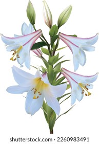 illustration with lily flower isolated on white background