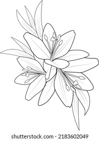  illustration of lily flower kids coloring page