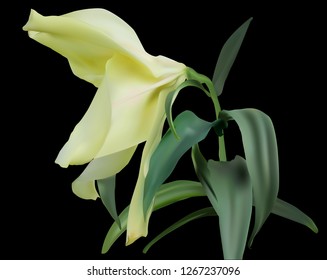 illustration with lily flower on black background