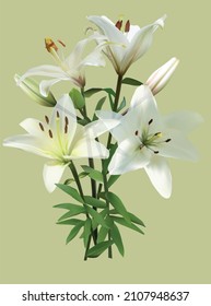 illustration with lily flower on light green background