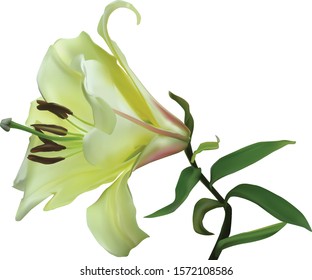 illustration with lily flower on white background