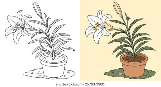 Illustration of a Lily Flower in a Pot in Two Styles.