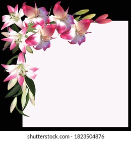ilustração com flores lírio em quadro preto isolado no fundo branco