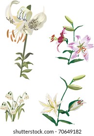 illustration with lily flowers collection on white background