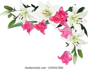 Illustration With Lily Flowers Corner Isolated On White Background