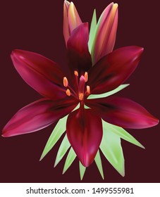 illustration with lily flowers isolated on dark background