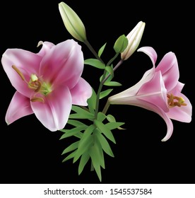 illustration with lily flowers isolated on black background