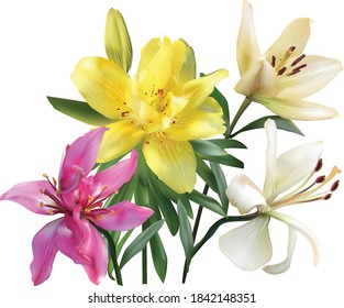 illustration with lily flowers isolated on white background