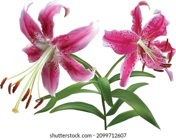 illustration with lily flowers isolated on white background