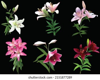 illustration with lily flowers isolated on black background