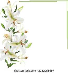 illustration with lily flowers isolated on white background