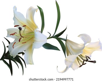 illustration with lily flowers isolated on white background