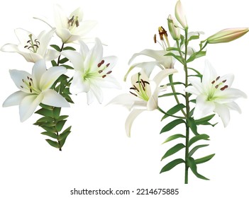 illustration with lily flowers isolated on white background