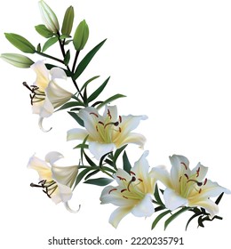 illustration with lily flowers isolated on white background