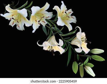 illustration with lily flowers isolated on black background