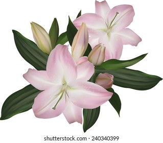 illustration with lily flowers isolated on white background