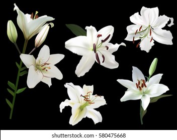 illustration with lily flowers isolated on black background