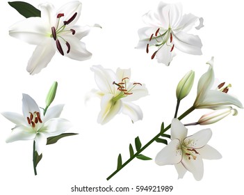 illustration with lily flowers isolated on white background