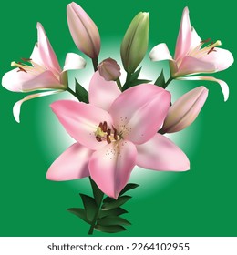 illustration with lily flowers on green background