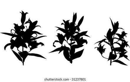 illustration with lily ornamental silhouette isolated on white background