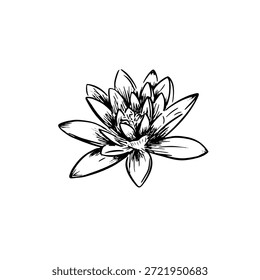 An illustration of a lily shaded and vectorised.