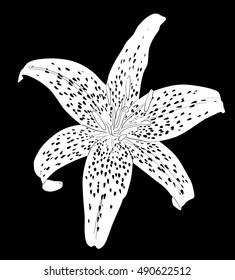 illustration with lily silhouette isolated on black background
