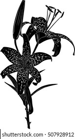 illustration with lily silhouette isolated on white background