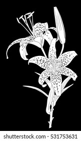 illustration with lily silhouette isolated on black background