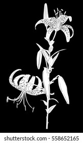 illustration with lily silhouette isolated on black background