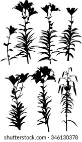 illustration with lily silhouettes isolated on white background
