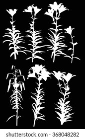 illustration with lily silhouettes isolated on black background