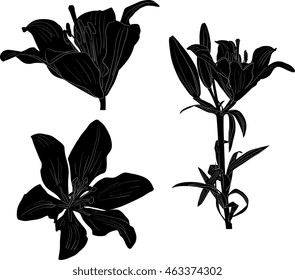 illustration with lily silhouettes isolated on white background