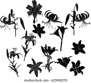 illustration with lily silhouettes isolated on white background