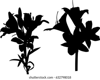 illustration with lily silhouettes isolated on white background