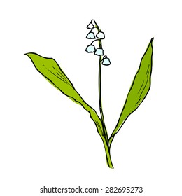 Illustration of the lily of the valley.
