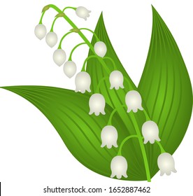 Illustration of a Lily of the valley flower.Spring, flowering.