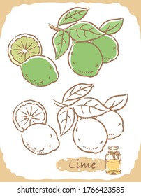 Illustration of lime and aromatherapy bottle. Vector illustration.
