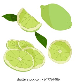 Illustration of lime on white background