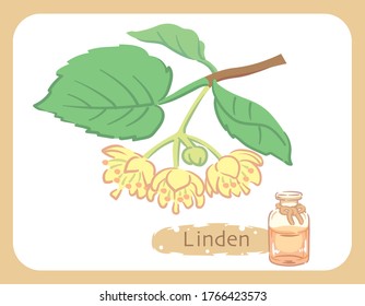 Illustration of linden and aromatherapy bottle. Vector illustration.