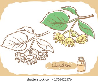 Illustration of linden and aromatherapy bottle. Vector illustration.