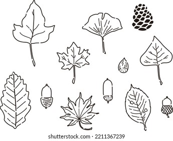 Illustration of line drawing of fallen leaves and acorns