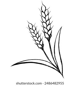 Illustration of line drawing of wheat with brush touch